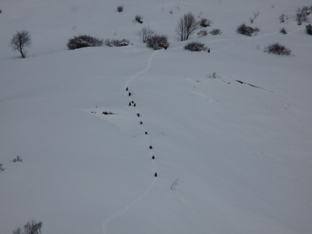 Une famille de chamois fait la course à la descente